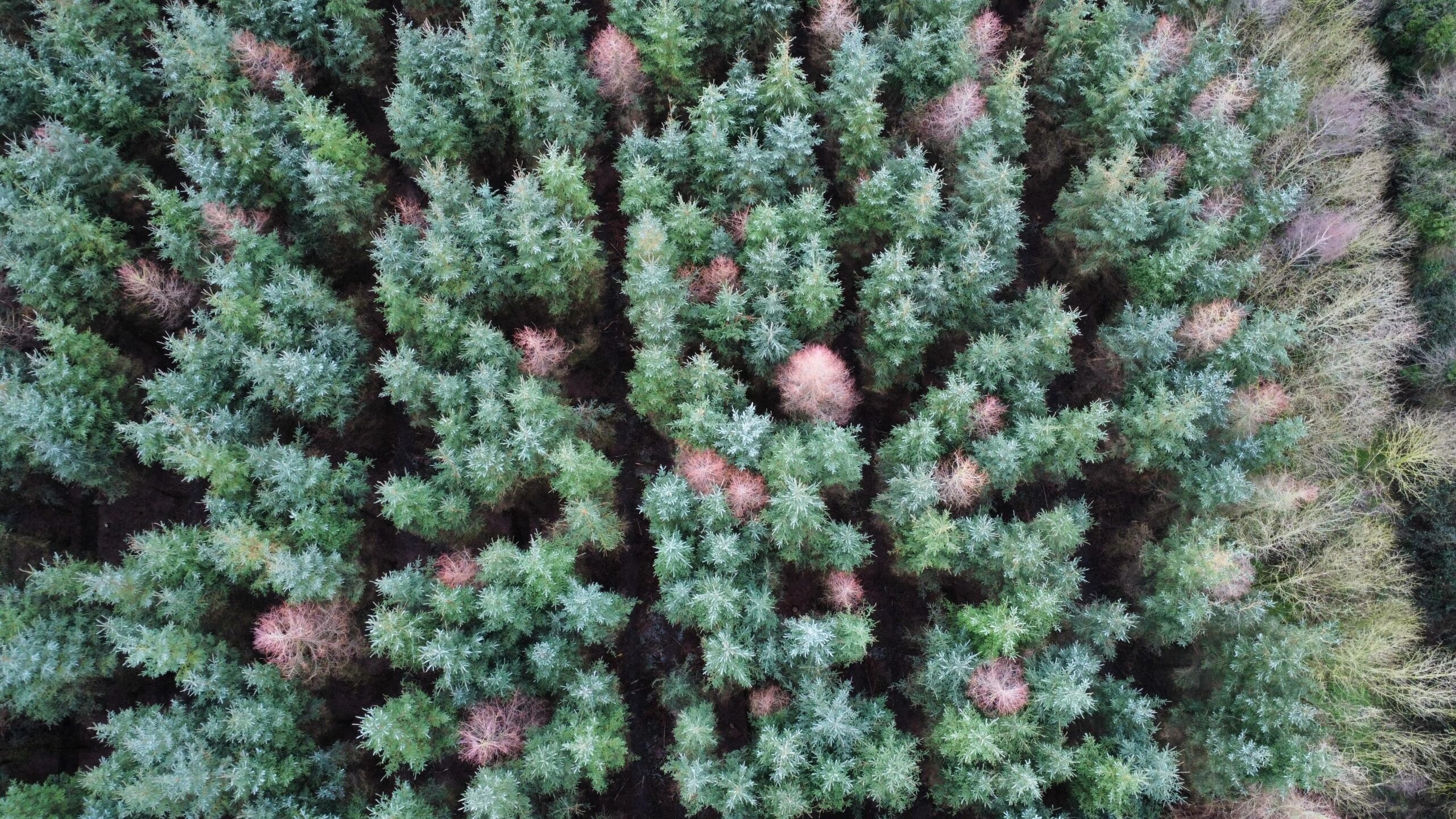 aerial image of a forest