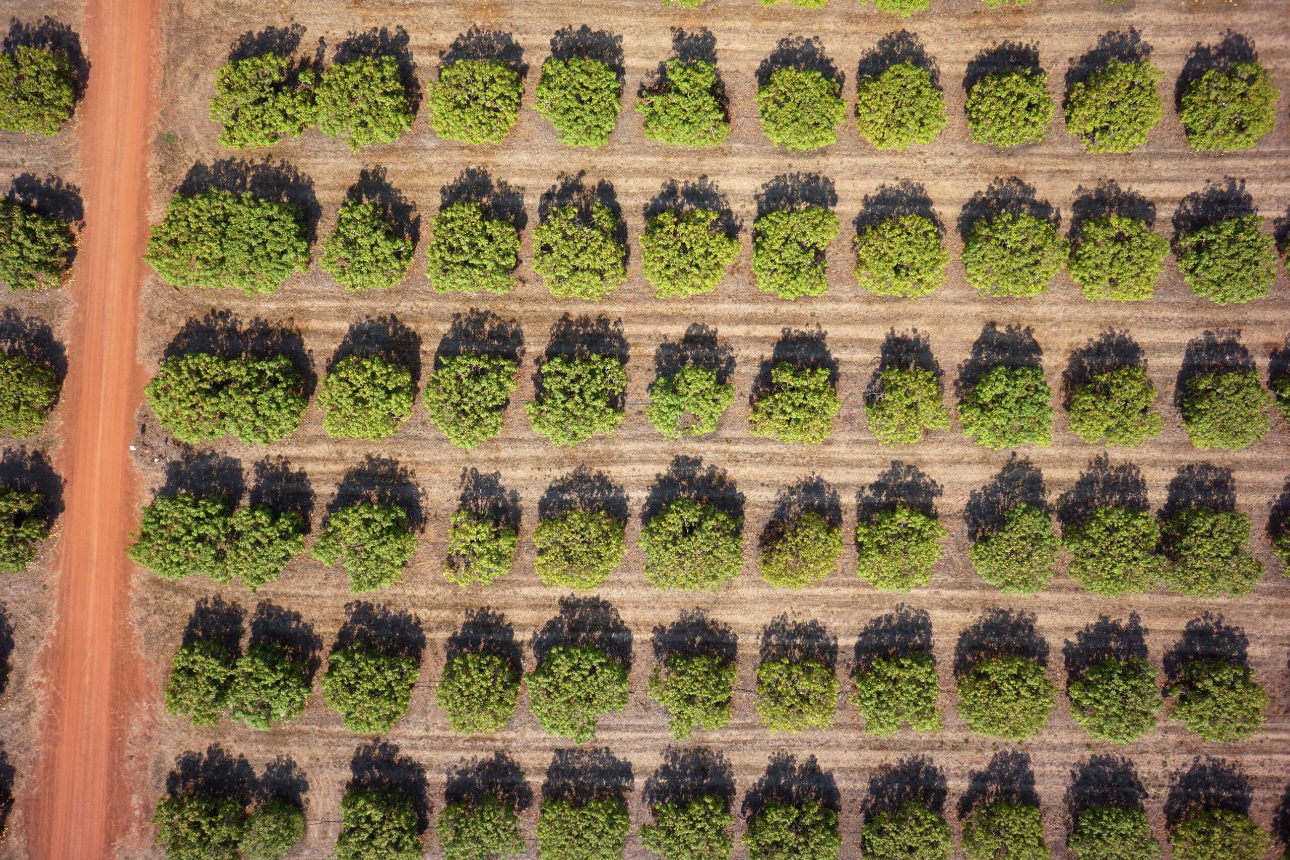 agriculture drone shot